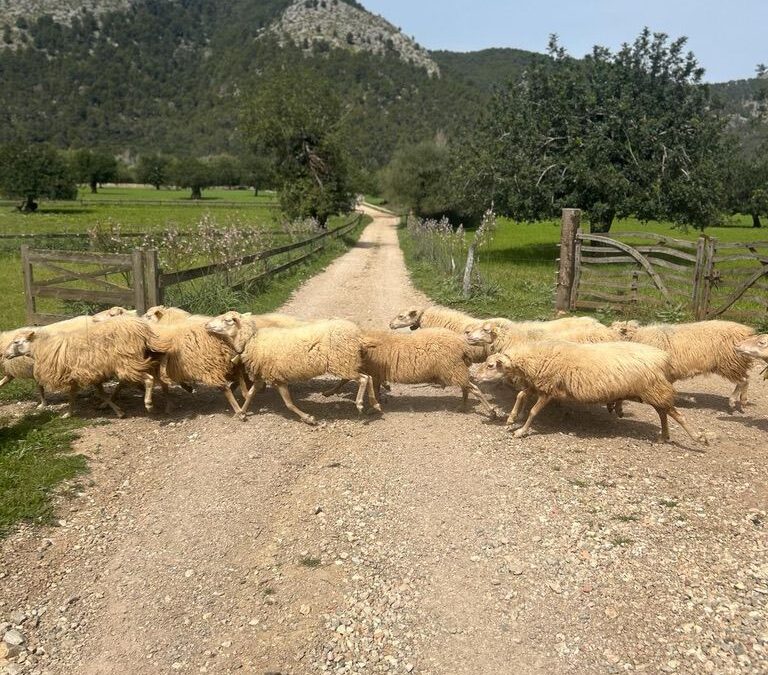 Estate Agent Commission in Mallorca: How Much Is Normal?